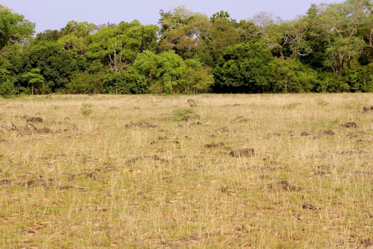 Wasgamu Safari Lodge Wasgamuwa Exterior foto
