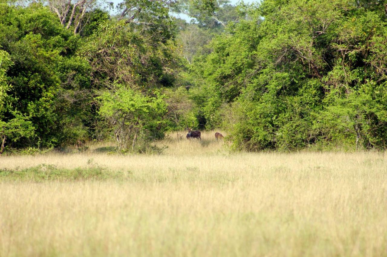 Wasgamu Safari Lodge Wasgamuwa Exterior foto